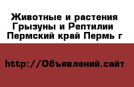 Животные и растения Грызуны и Рептилии. Пермский край,Пермь г.